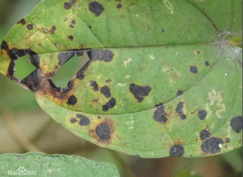 种植山药防治病虫害技术全过程,山药主要的病虫害