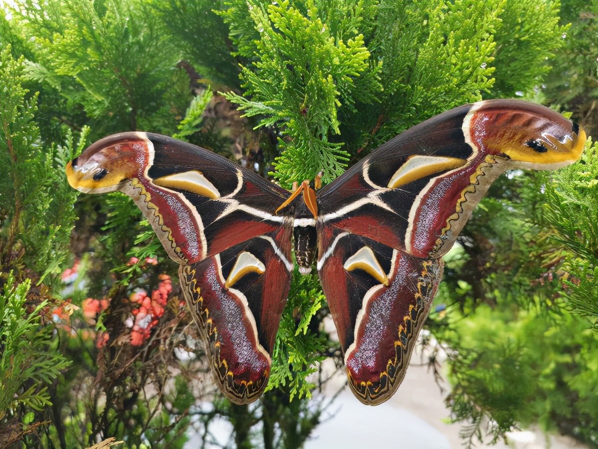 有哪些巨型飞蛾,云南现蛇纹巨型飞蛾有毒吗