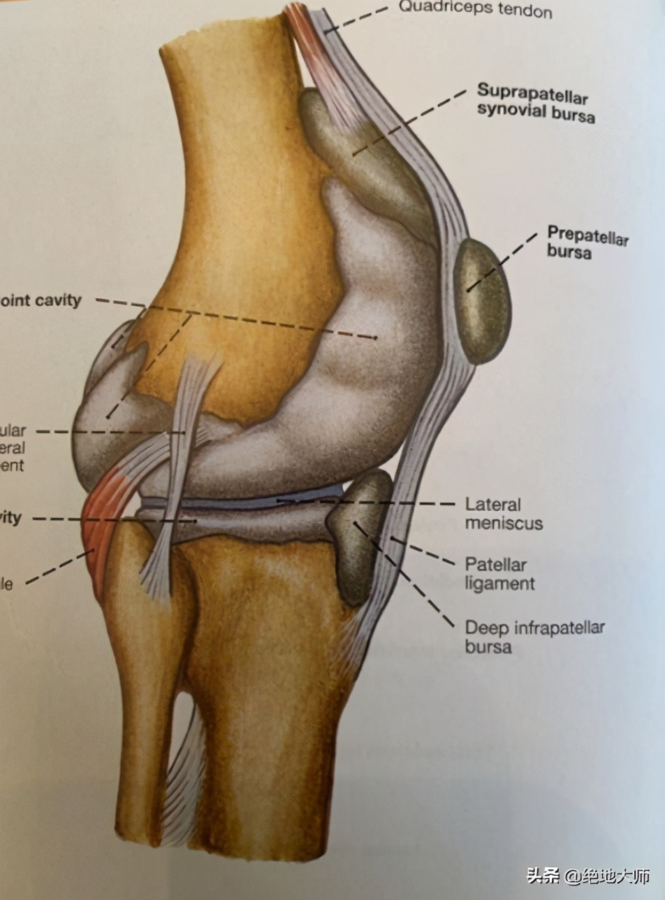 膝关节疼痛用神经阻断疗法,膝关节的疼痛与治疗综述
