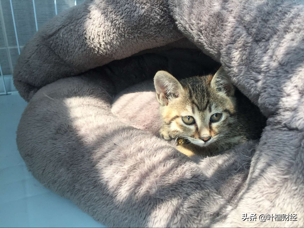 中海基金最新消息,中海基金最新信息