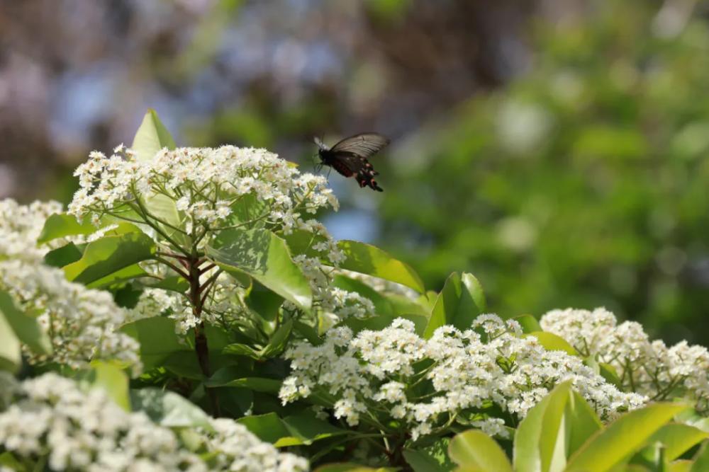 论石楠花的“正经”往事：蜀人称其为“让树”，李白曾赠诗女道士