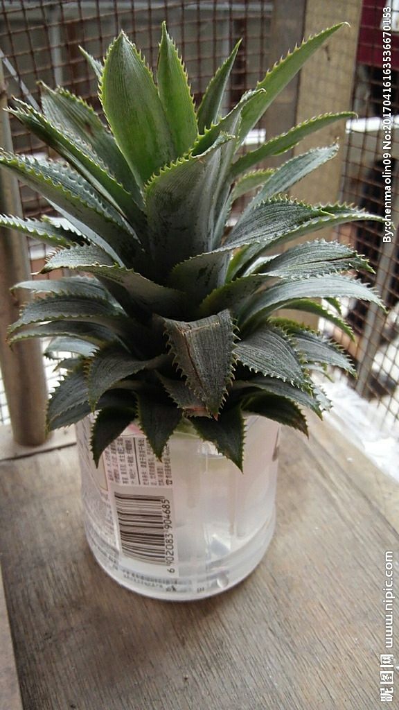 菠萝是怎样种植,种植菠萝怎么避免菠萝上水