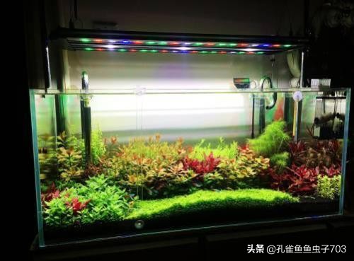 一周不在家孔雀鱼怎么办呢,假期不在家孔雀鱼会不会死