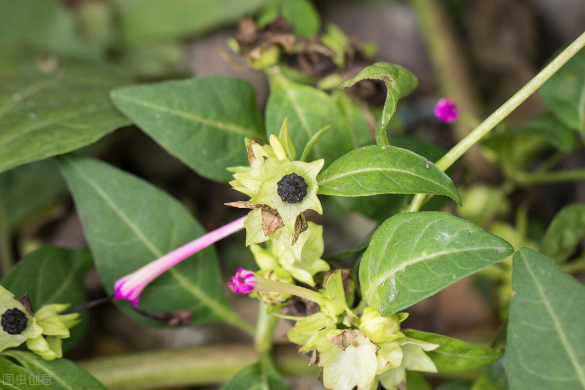 郁郁葱葱的多肉植物,适合阳光足的一年四季开花的植物