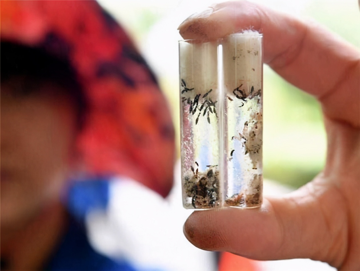 十大害虫的克星,常见害虫天敌