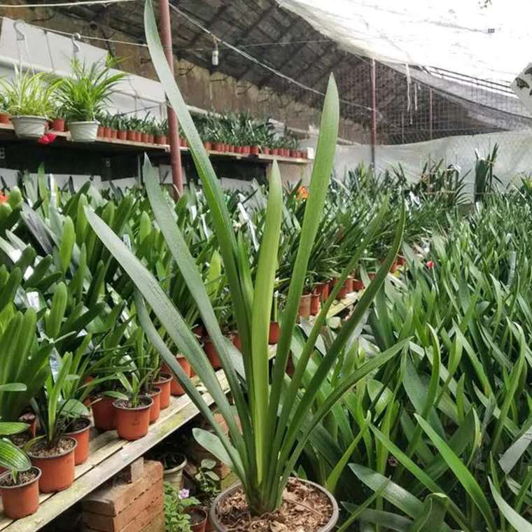 君子兰烂根怎么处理用多菌灵,君子兰烂根如何在家就能处理