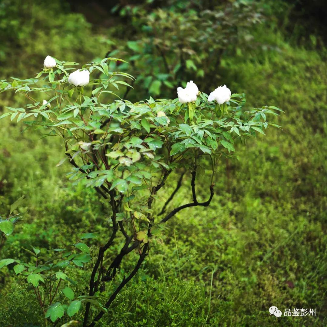 牡丹花开惹人醉鸟语花香,牡丹花开国色天香惹人醉