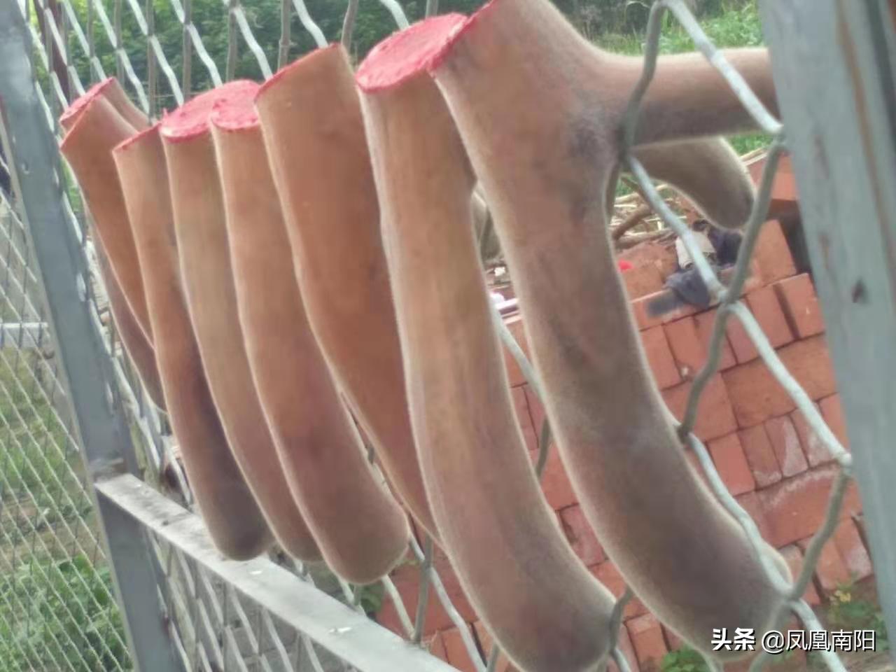 丁长伟梅花鹿养殖,邓州市丁长伟梅花鹿养殖有限公司