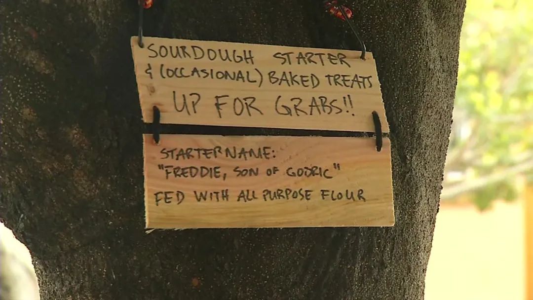 旧金山适合种植植物,旧金山为什么那么美