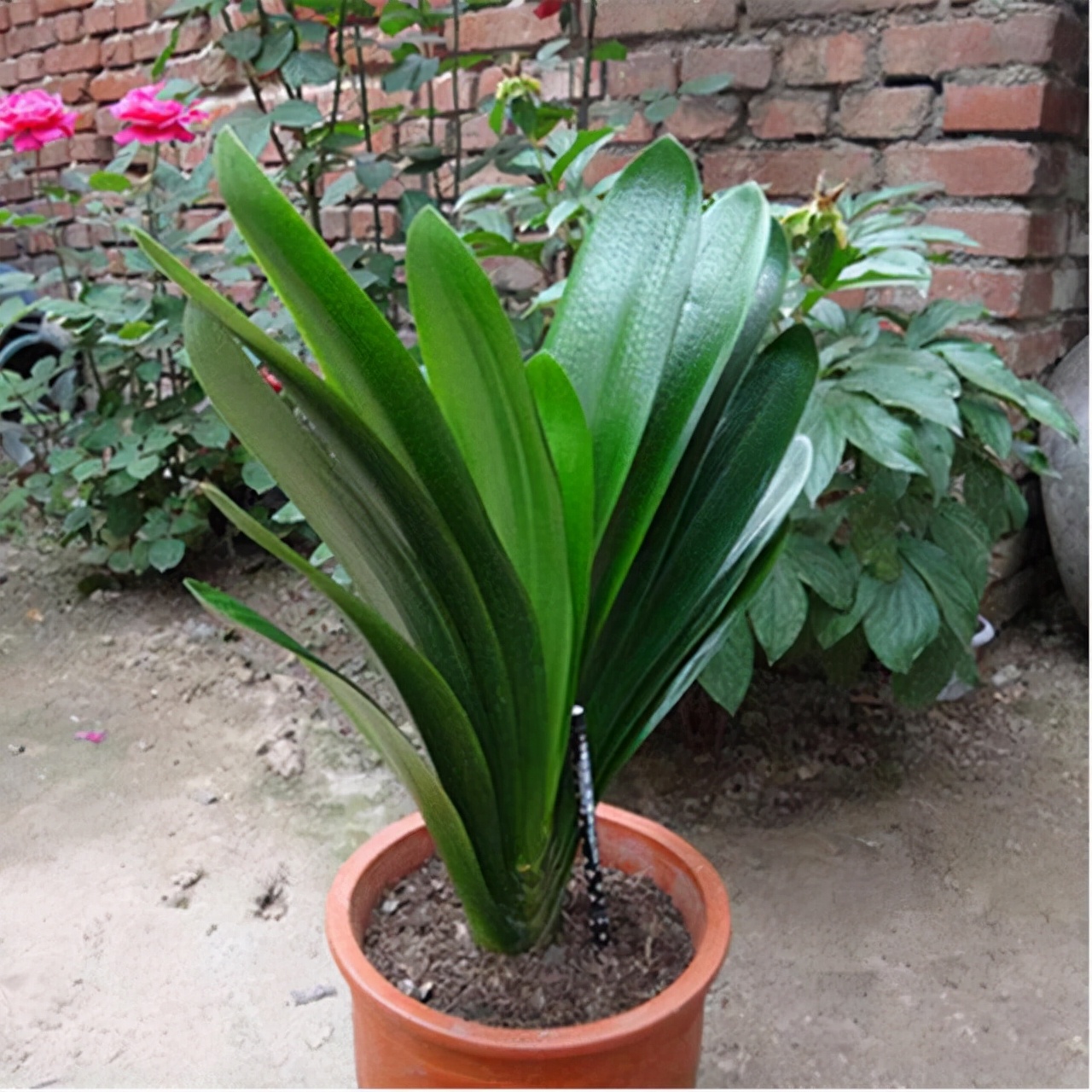 李大姐养君子兰，年年开大花，有吉祥好兆头，原来是她做对5件事