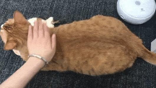 摸猫咪的时候它一直哼哼,要摸猫咪的时候猫咪老是躲怎么办