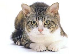 黄色背脖子白色的猫猫是啥种类,猫猫种类价格