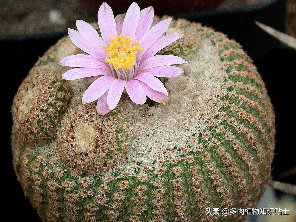 阴遁丸仙人球,隐遁丸