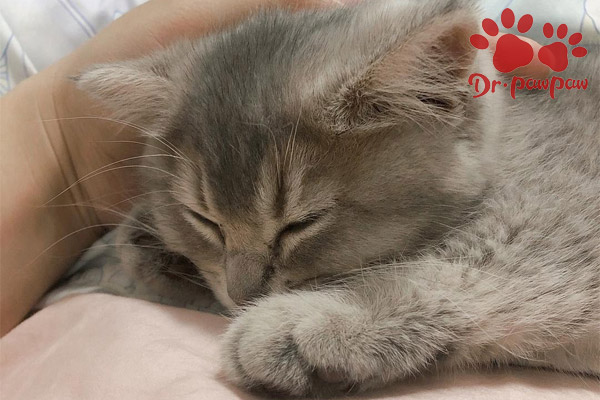 爪爪博士宠物猫咪,爪爪博士猫咪滴眼液