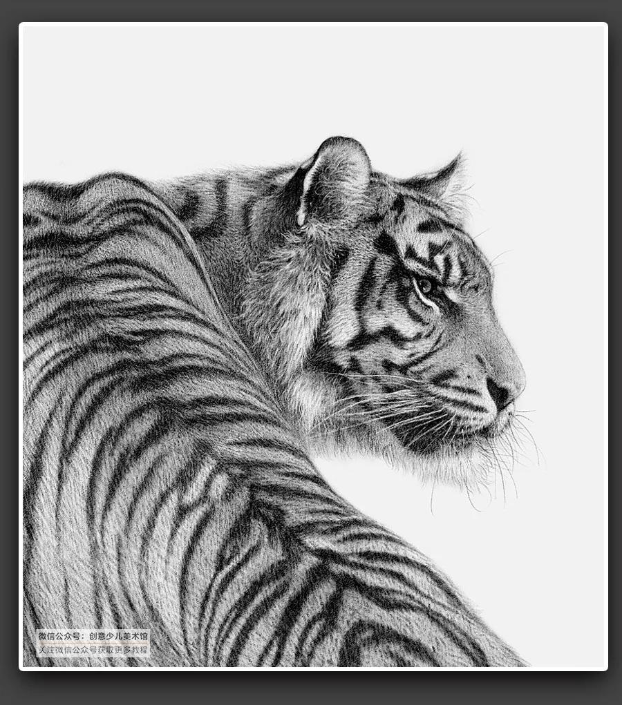 动物素描毛发细节教程,6-12岁儿童素描课程画动物