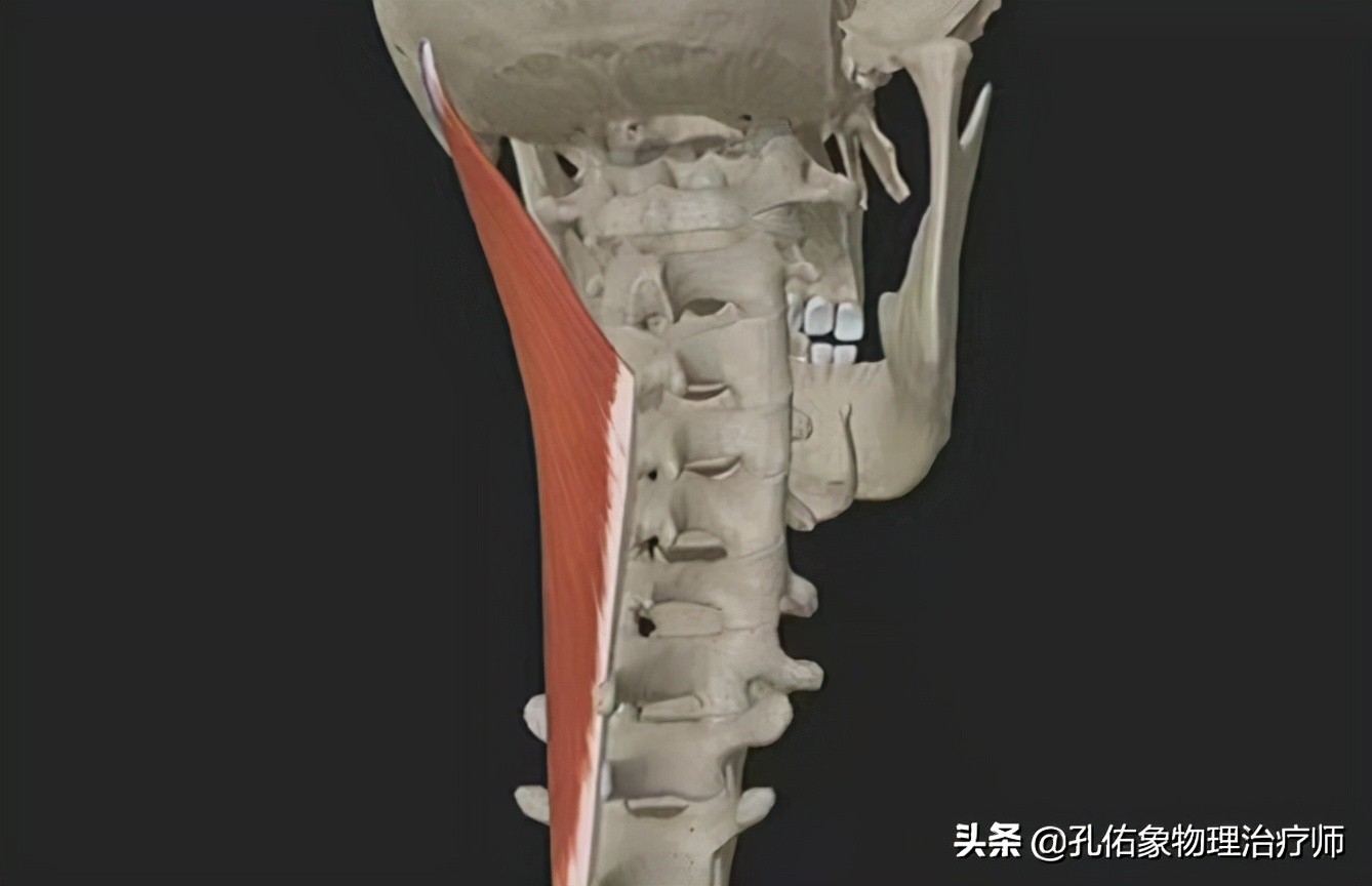 脖子按摩起来咯噔咯噔的怎么回事,转动脖子咔咔响什么原因