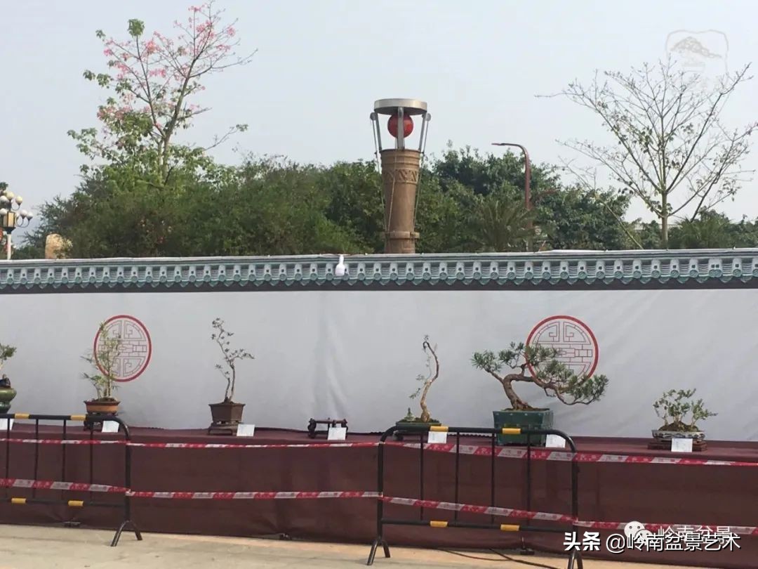 广东的盆景有哪些,适合广东玩的盆景