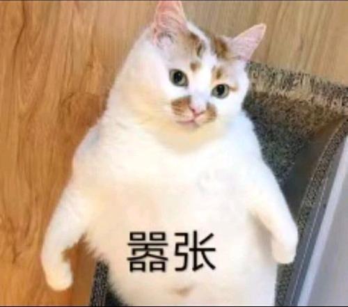 猫咪乱尿怎么除臭,猫咪往床上尿尿了买什么除臭
