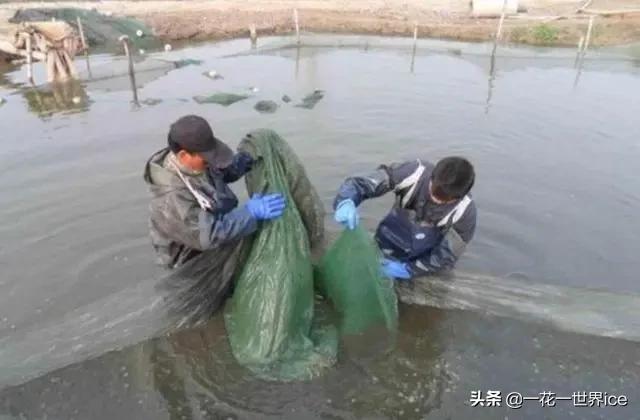 泥鳅的销路现状,泥鳅养殖市场行情