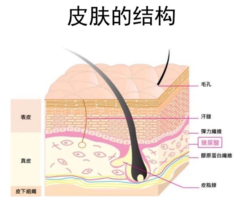 组织器官部分缺失是什么,我们缺失器官可以活多久