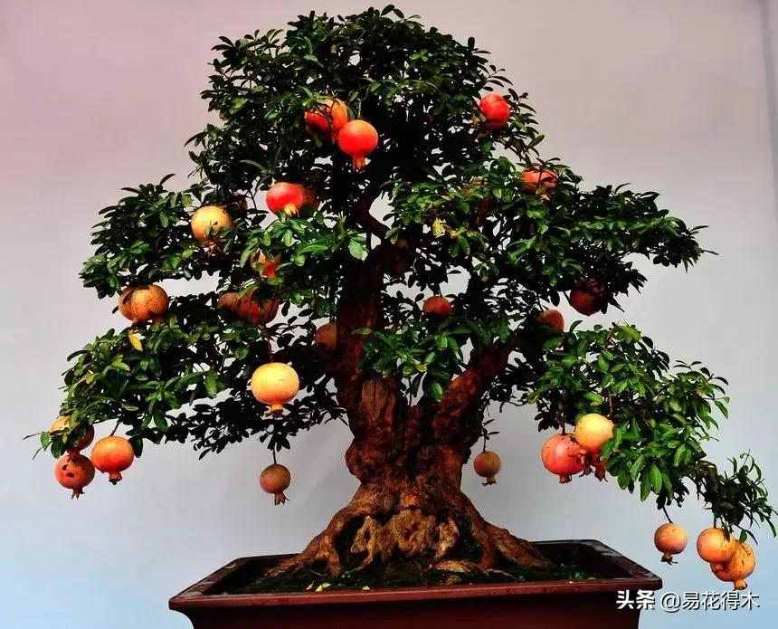 石榴盆景教程,石榴盆景养护小视频