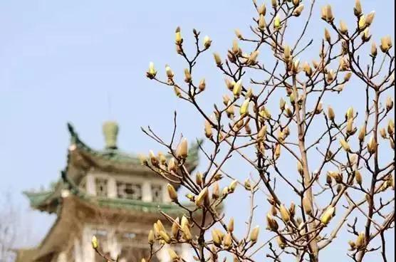 天津春天最美的花园,天津春天去赏花