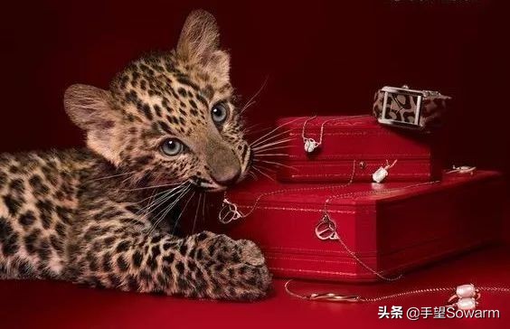 卡地亚翡翠皇冠刘嘉玲,刘嘉玲卡地亚手镯