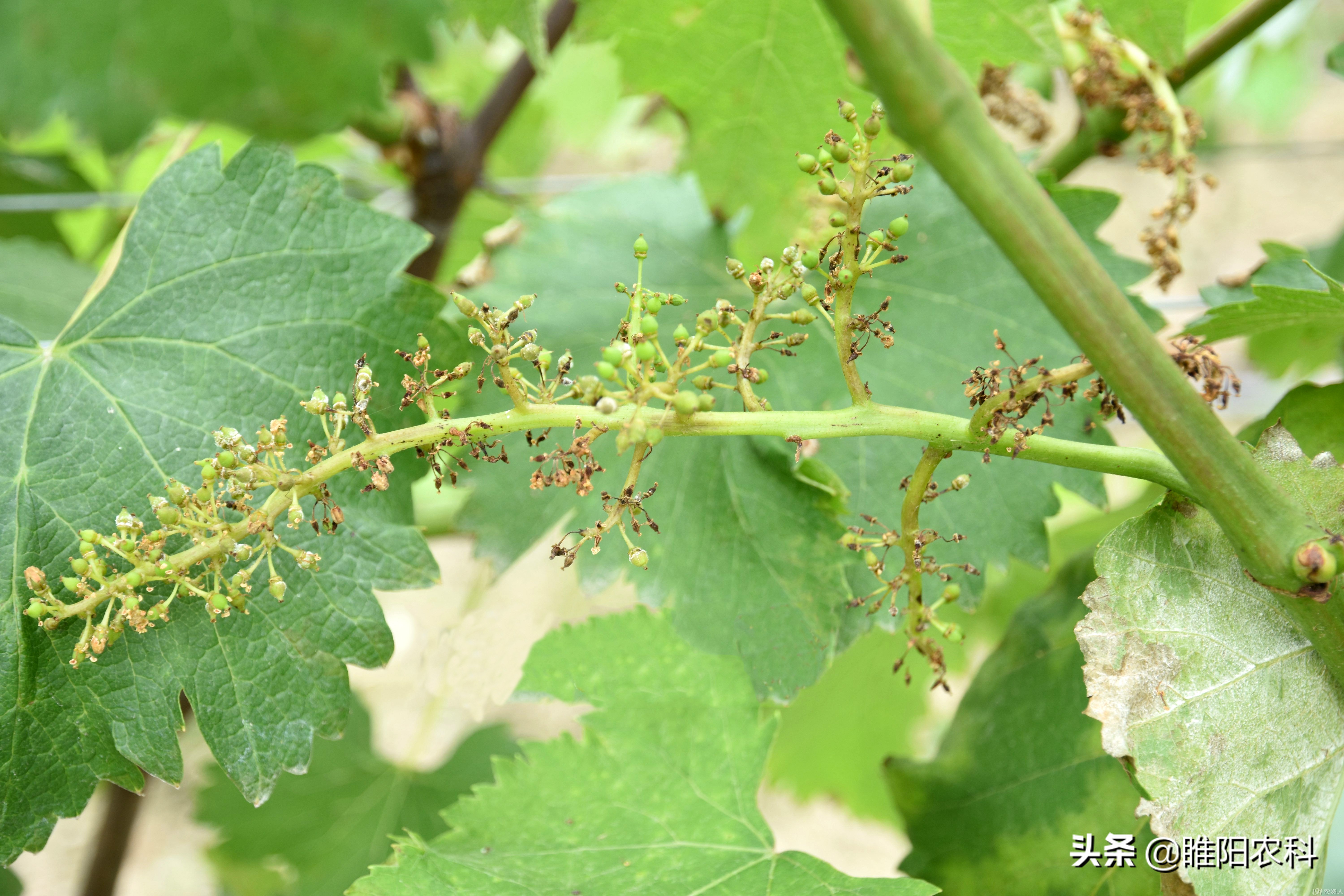 葡萄5大病害高效防治方案,葡萄坏了有什么症状