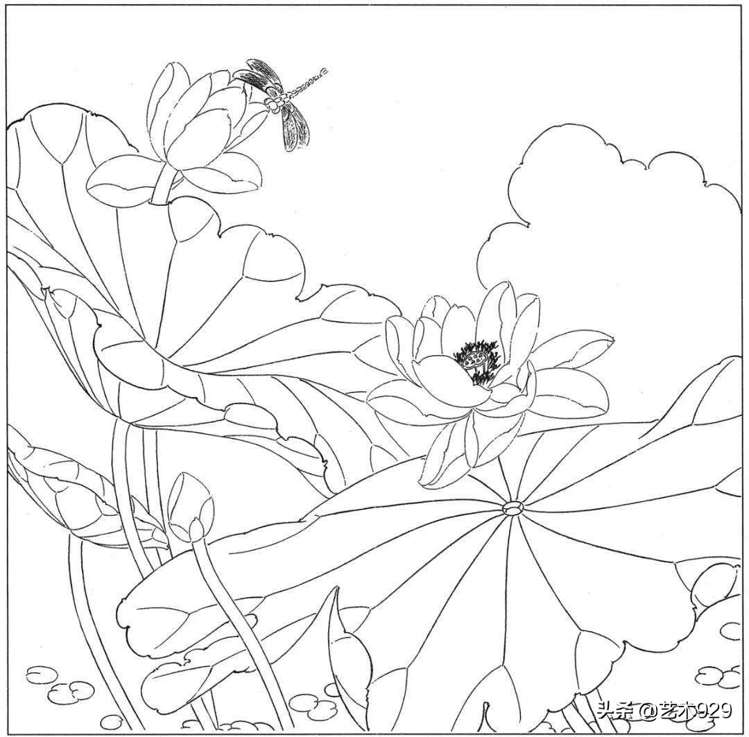 余稚荷花蜻蜓图高清白描底稿,白描荷花勾线方法讲解视频