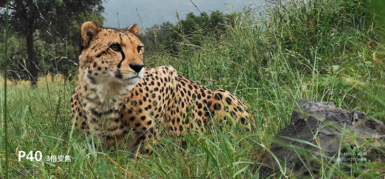 最清晰的逆光拍照手机,比较适合拍照摄影的手机