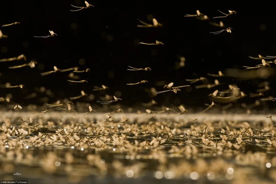 河南邓州出现大量虫是什么虫,专家谈邓州蜉蝣聚集现象