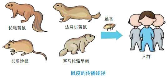 北京确诊2名鼠疫患者治好了吗,北京确诊两例鼠疫目前情况如何