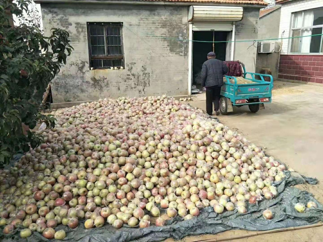 3万斤苹果滞销愁坏8旬老果农,苹果滞销愁坏老果农