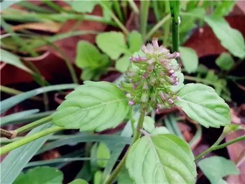 那些常见却叫不上名字的野花野草,常见的野花野草却是农家之宝