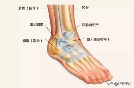 踝关节正骨复位手法,踝关节脱位怎么推拿按摩正骨