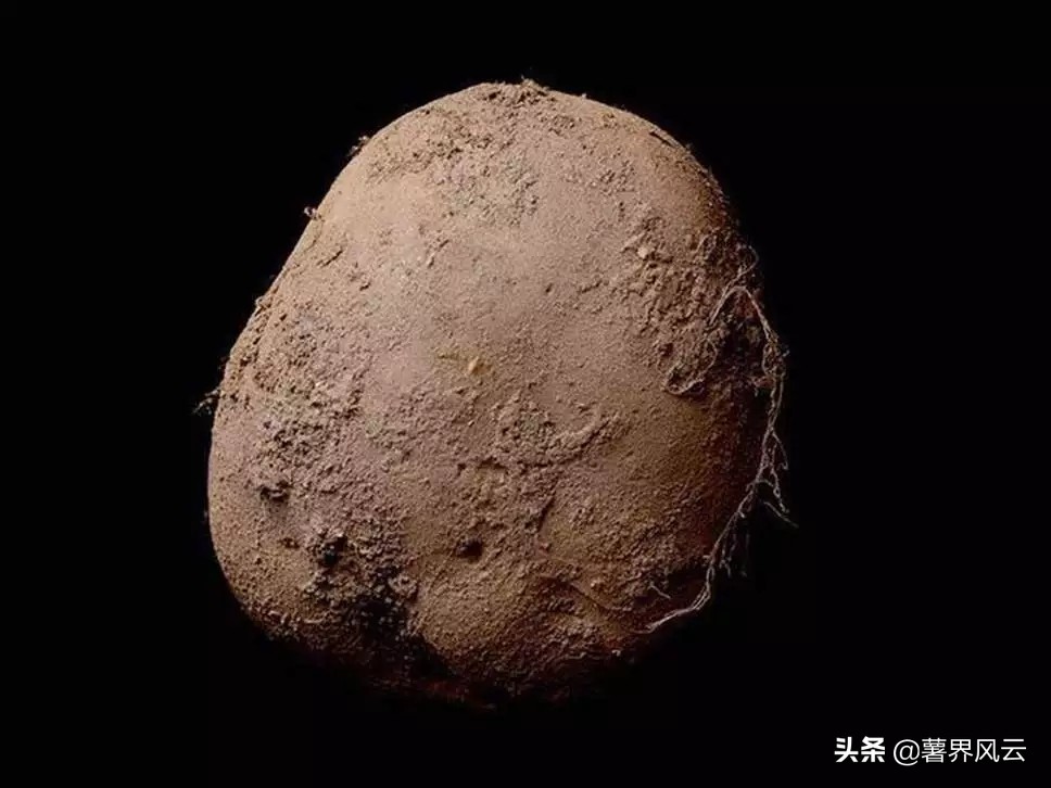 全球马铃薯产量排名,全球马铃薯种植分布图