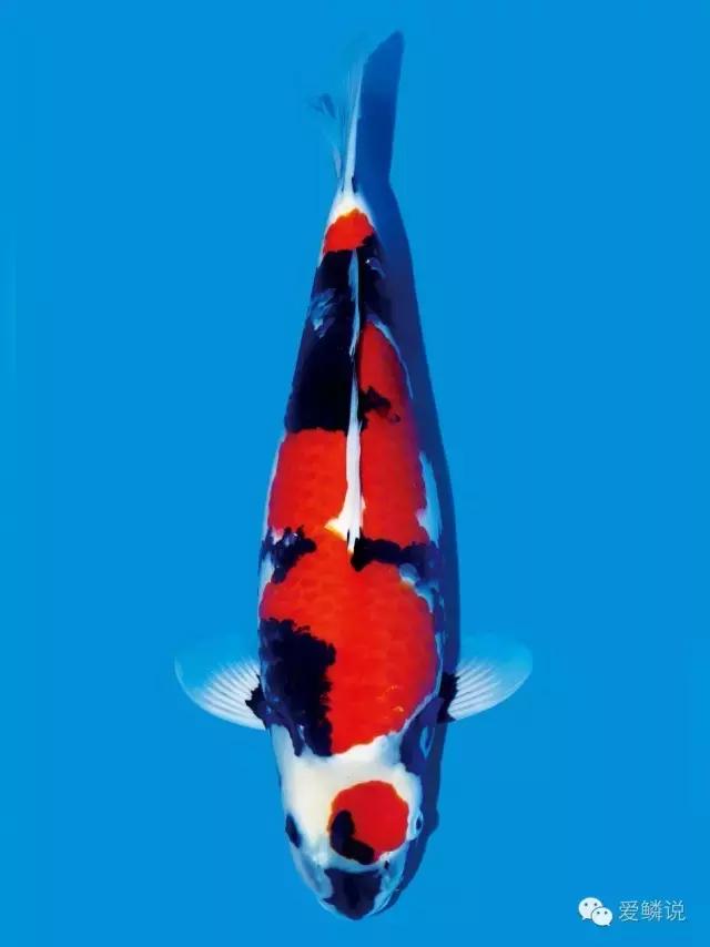 别轻敌!杀好虫菌,助鲤安心度过多事之秋