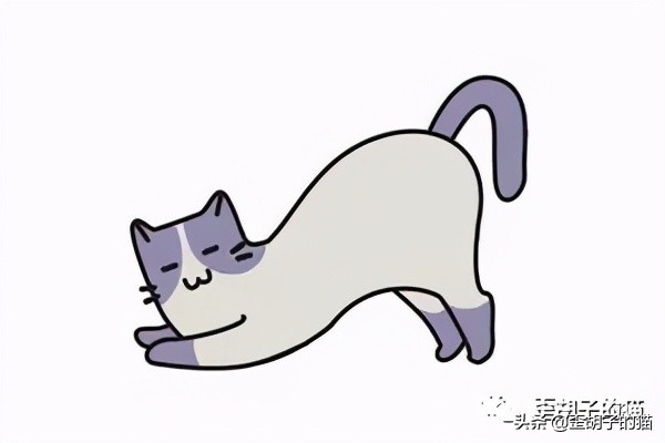 如何看出猫咪年龄有多大,怎么看出猫咪的年龄多大