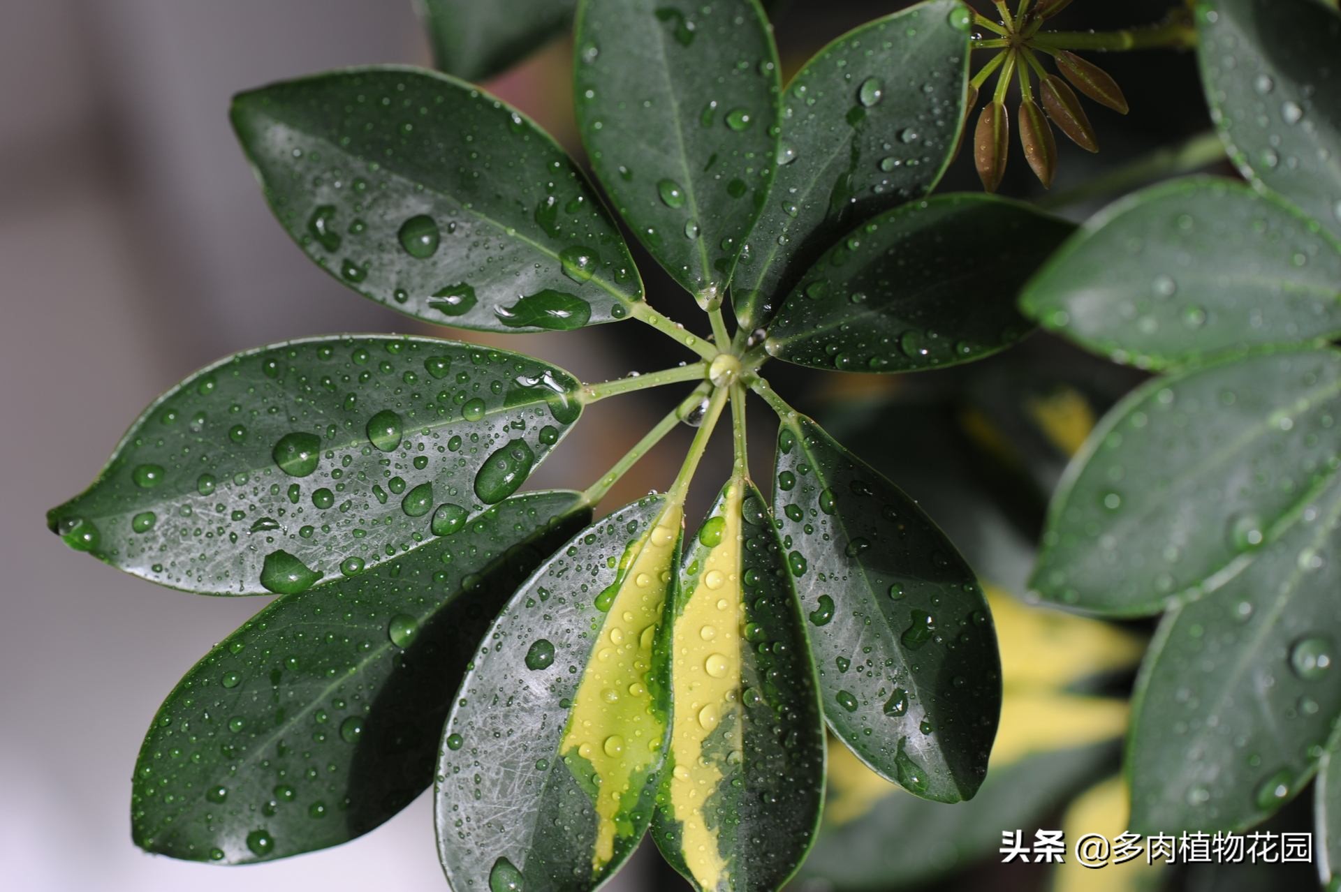 鹅掌木叶变黄掉叶怎么补救,鹅掌木叶子黄斑