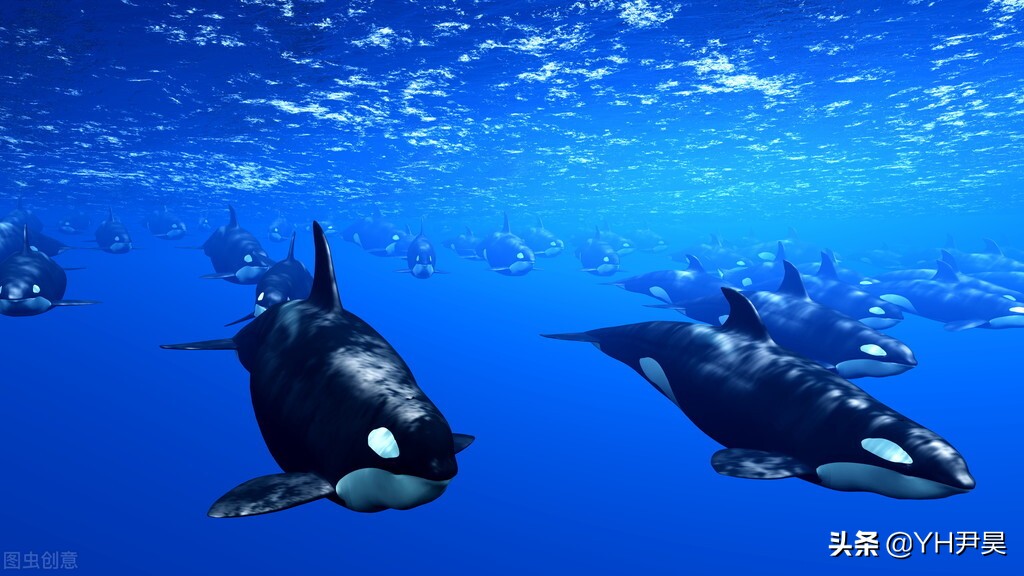 发生在美国的罕见事件，大白鲨遭遇神秘生物捕杀，真相颠覆认知