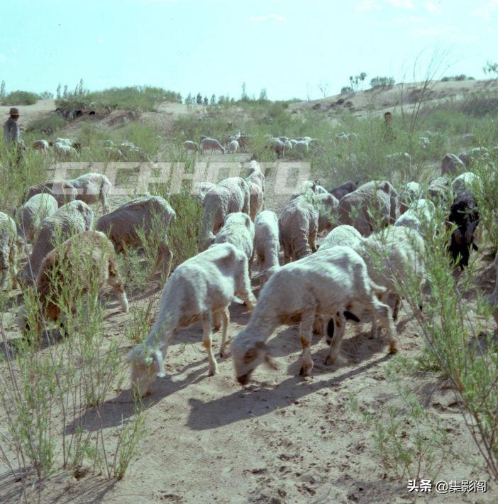 榆林市八十年代 (榆林市制革厂老照片)