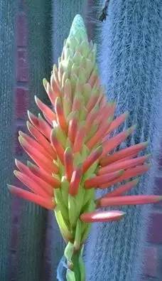 英国家庭花园建造,英国夫妇22年打造梦幻花园