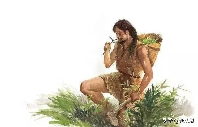 南糯山茶叶的故事,南糯山茶厂视频