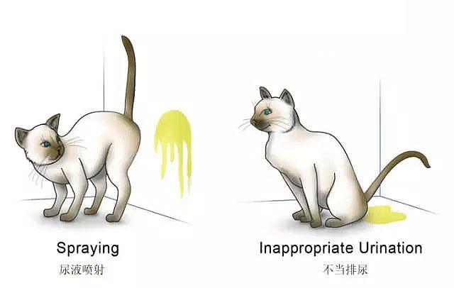 怎么教猫咪不要随地大小便,猫咪突然随地大小便怎么回事
