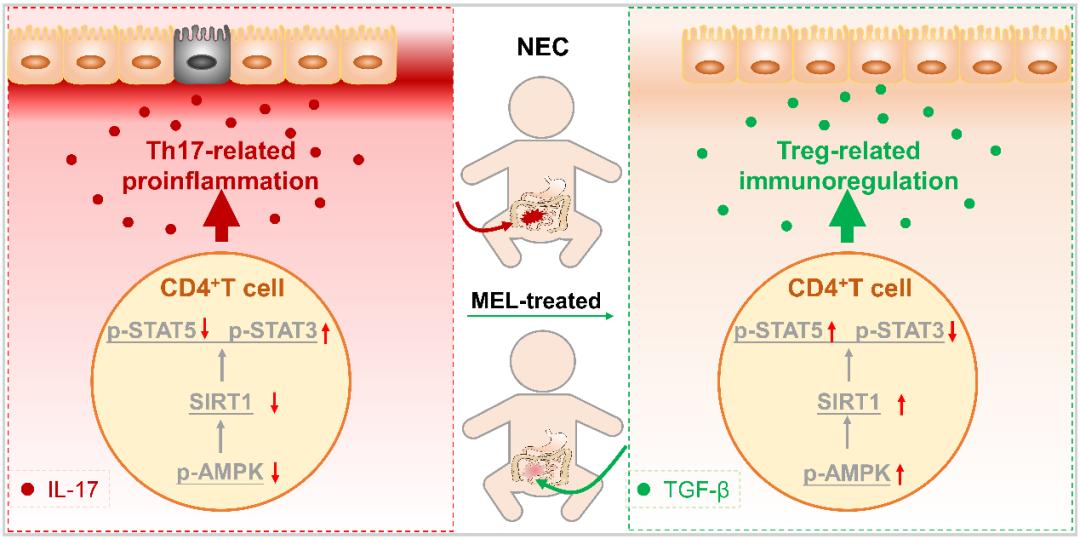 我院肖昕、郝虎团队发现褪黑素在防御新生儿NEC中的重要机制
