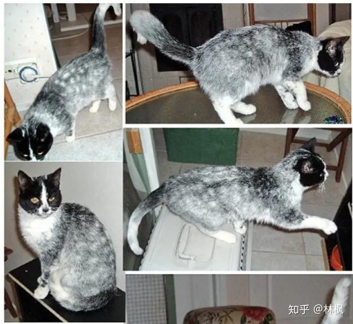 猫咪长红斑点是什么,你知道猫咪的毛色代表了什么吗