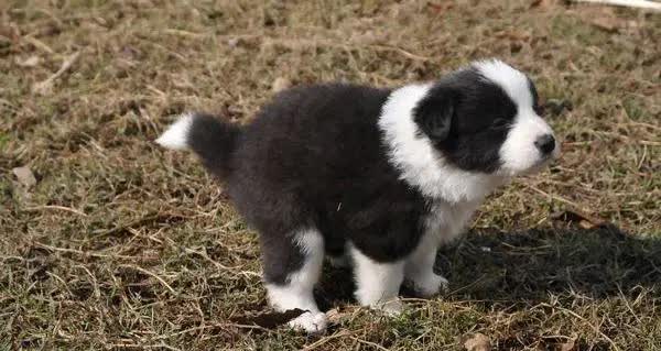 生病狗狗死之前的征兆,狗狗生病快不行的征兆