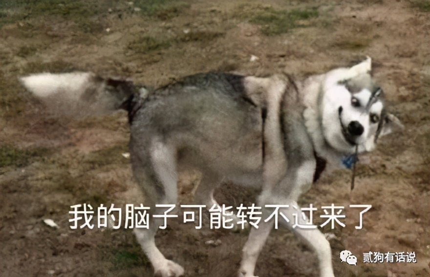 狗中奇葩哈士奇,狗界七大奇葩