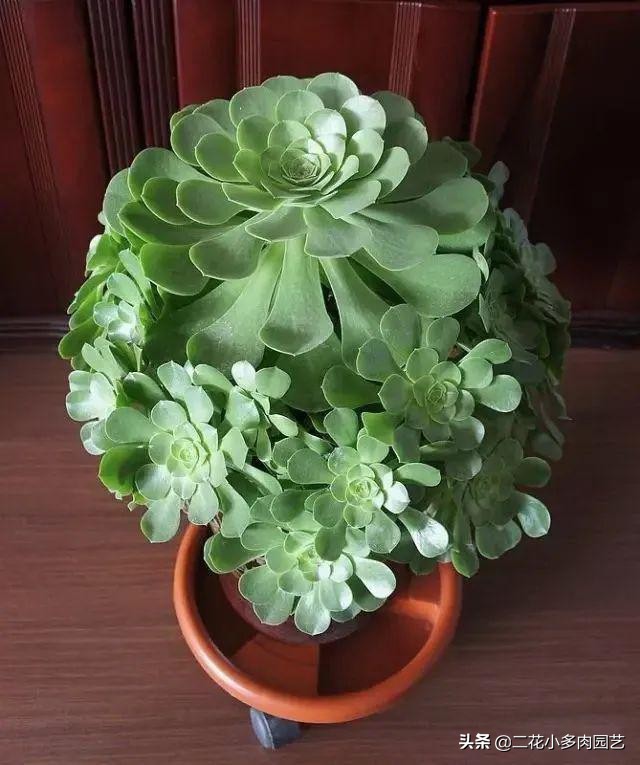 365种·常见花卉图谱，观果和多肉植物收藏篇