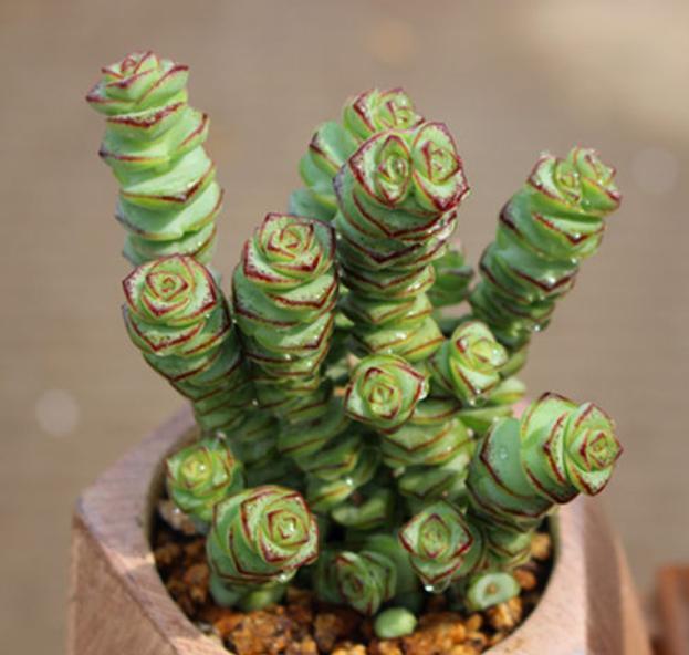 多肉植物长侧芽太多怎么办,多肉植物长胡须怎么办